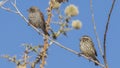 Swainson`s Sparrows and Streaky Seedeater