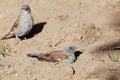 Swainson`s sparrow Passer swainsonii taking a sand bath.