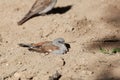 Swainson`s sparrow Passer swainsonii taking a sand bath.