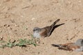 Swainson`s sparrow Passer swainsonii taking a sand bath.