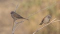 Swainson`s Sparrows on Shrubs