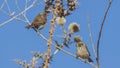 Swainson`s Sparrows and Streaky Seedeater on Shruberry