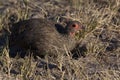 Swainsons Spurfowl Royalty Free Stock Photo