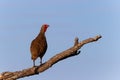 Swainson's Spurfowl calling from a tree Royalty Free Stock Photo