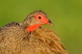 Swainson\'s spurfowl francolin, Pternistis swainsoni,  bird in the nature habitat, Etosha National Park, Botswana, Africa. Evening Royalty Free Stock Photo