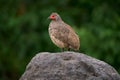 Swainson\'s spurfowl francolin, Pternistis swainsoni, bird in the nature habitat, Okavango delta, Botswana, Africa.