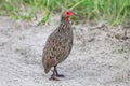 Swainson`s spurfowl