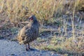 Swainson`s spurfowl or Swainson`s francolin is a species of bird in the family Phasianidae Royalty Free Stock Photo