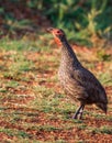 Swainson`s Spurfowl, photographed in South Africa.