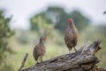 Swainson`s Spurfowl in Kruger National park, South Africa Royalty Free Stock Photo