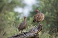 Swainson`s Spurfowl in Kruger National park, South Africa Royalty Free Stock Photo