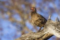 Swainson`s Spurfowl in Kruger National park, South Africa Royalty Free Stock Photo