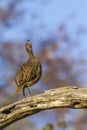 Swainson`s Spurfowl in Kruger National park, South Africa Royalty Free Stock Photo