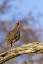 Swainson`s Spurfowl in Kruger National park, South Africa Royalty Free Stock Photo