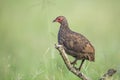 Swainson`s Spurfowl in Kruger National park, South Africa Royalty Free Stock Photo