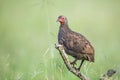 Swainson`s Spurfowl in Kruger National park, South Africa Royalty Free Stock Photo