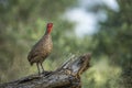 Swainson`s Spurfowl in Kruger National park, South Africa Royalty Free Stock Photo