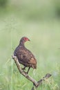 Swainson`s Spurfowl in Kruger National park, South Africa Royalty Free Stock Photo