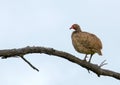 Swainson\'s spurfowl Royalty Free Stock Photo