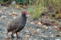 Swainson's spurfowl (Pternistes swainsonii)