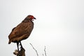 Swainson s spurfowl (Pternistes swainsonii) Royalty Free Stock Photo