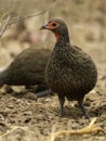 SwainsonÃ¢â¬â¢s Spurfowl, Pternistis swainsonii