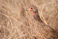 Swainson's Spurfowl (Pternistis swainsonii)