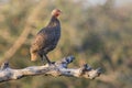 Swainson`s spurfowl sitting in tree in the early morning sun to