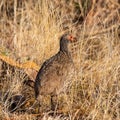 Swainson`s Spurfowl Royalty Free Stock Photo