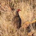 Swainson`s Spurfowl Royalty Free Stock Photo