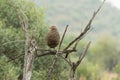 Swainson\'s Spurfowl Royalty Free Stock Photo