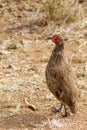 Swainson`s Spurfowl Walks Left Royalty Free Stock Photo