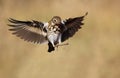 Swainson's Thrush Royalty Free Stock Photo