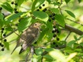 Swainson`s Thrush in the Chokecherry Tree Royalty Free Stock Photo