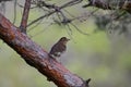 Swainson\'s Thrush bird in forest Royalty Free Stock Photo