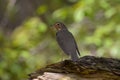 Swainson\'s Thrush bird in forest Royalty Free Stock Photo