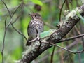 Swainson's Thrush - Catharus ustulatus Royalty Free Stock Photo