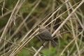 Swainson's Thrush (Catharus ustulatus) perched in a shrub during spring migration - Ontario, Canada