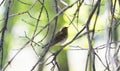 Swainson`s Thrush Catharus ustulatus Perched in a Tree