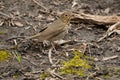 Swainson's Thrush - Catharus ustulatus