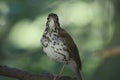 Swainson`s Thrush. Catharus ustulatus 1