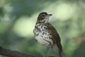 Swainson`s Thrush. Catharus ustulatus 2