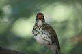 Swainson`s Thrush. Catharus ustulatus 3