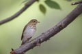 Swainson's Thrush (Catharus ustulatus swainsoni)