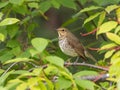 A Swainson`s Thrush in the Chokecherry Tree Royalty Free Stock Photo