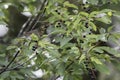 Swainson`s Thrush Eating Chokecherries Royalty Free Stock Photo