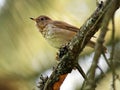 Swainson's Thrush in the Forest Royalty Free Stock Photo