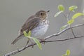 Swainson's Thrush Perched in a Shrub