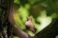 Swainson`s Thrush  707029 Royalty Free Stock Photo