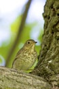 Swainson`s Thrush  707060 Royalty Free Stock Photo